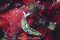 Nudibranchs - Thuridilla hopei by Vito Lorusso 